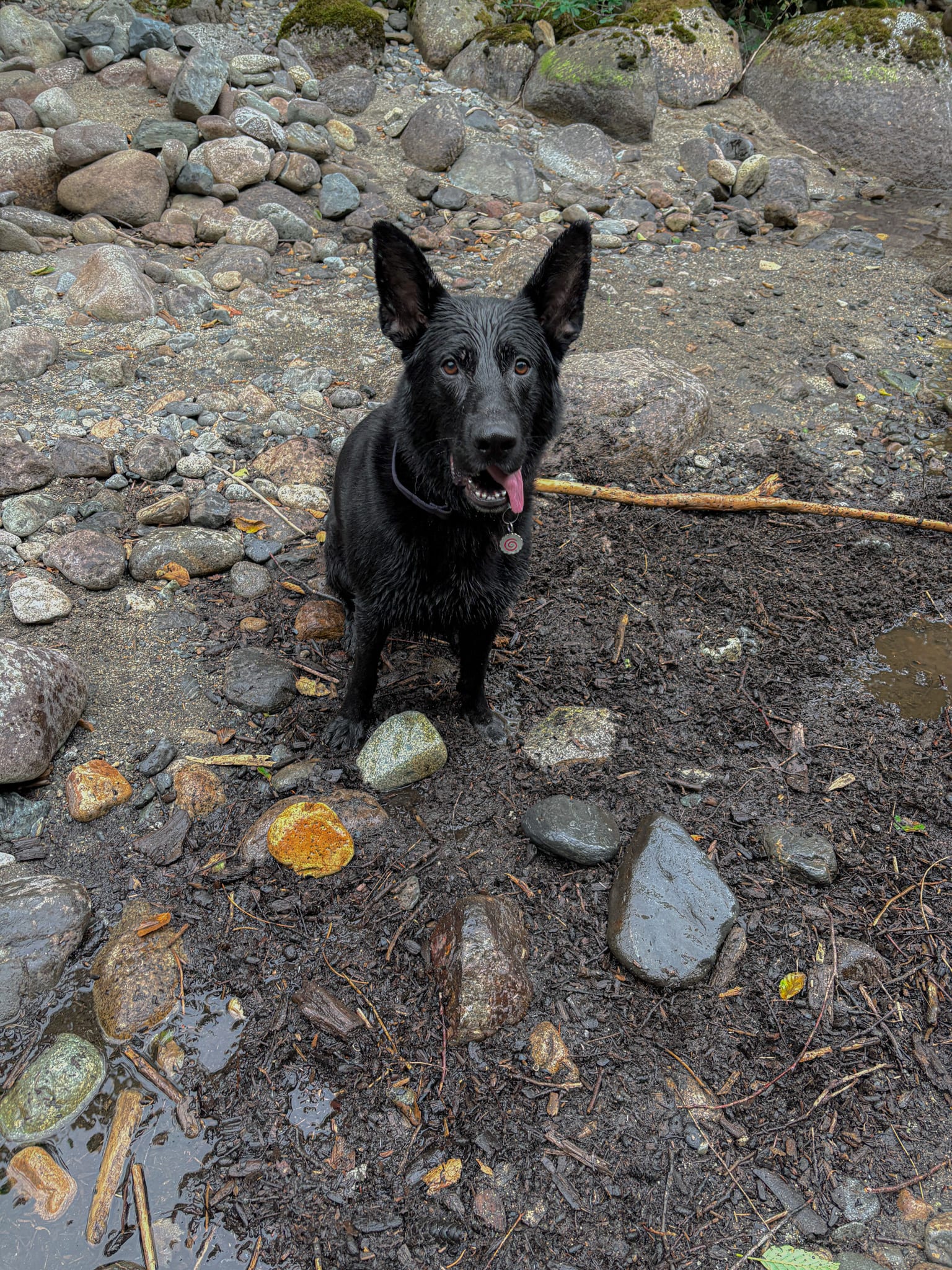 Laszlo, a German Shepherd