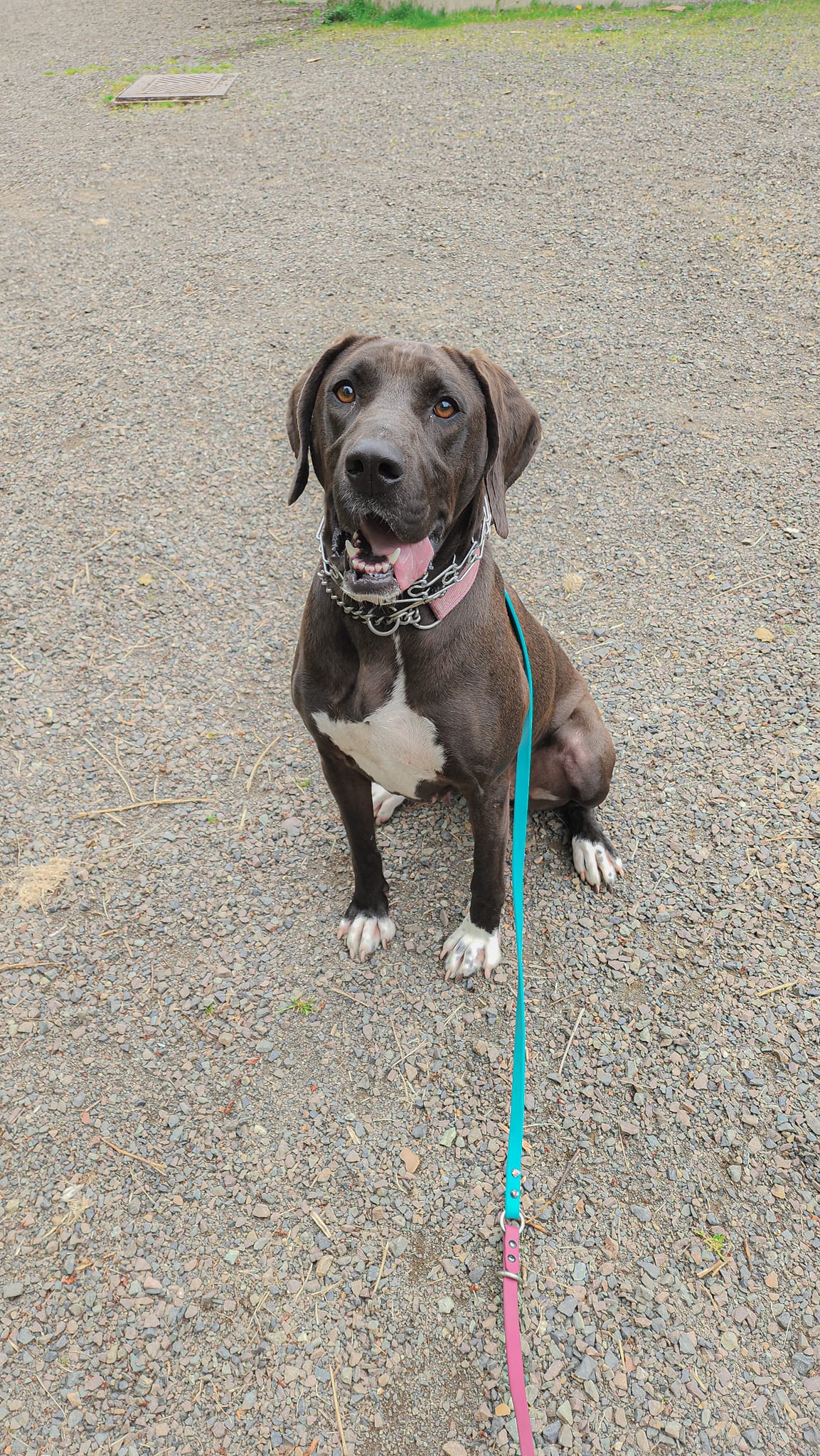 Maple, a young hound mix available for adoption through Steady Steps.